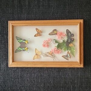 Butterfly Shadowbox Frame